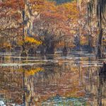 Caddo Lake, Tx